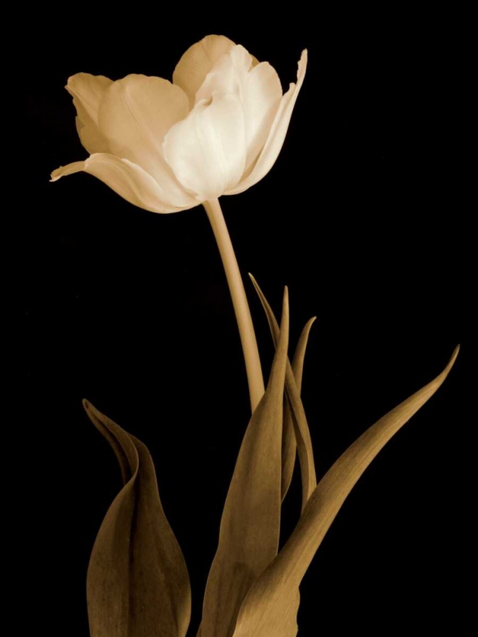Splendid Beauty Poster Print by Charles Britt - Item # VARPDX12145